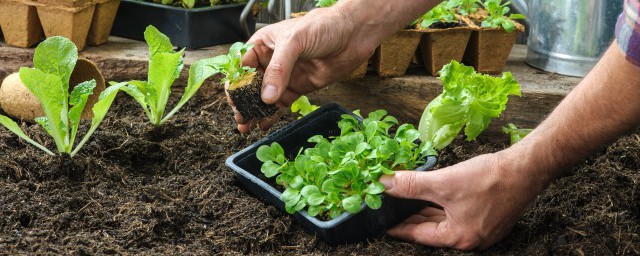 上海青菜家里种植可以吗 上海青菜能不能家里种植