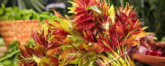 冬天大棚种植香椿可以吗 冬天大棚种植香椿行不行