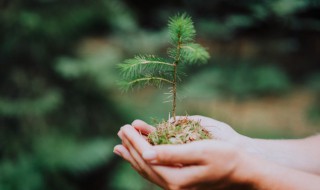 家里种植云杉可以吗 家里能不能种植云杉