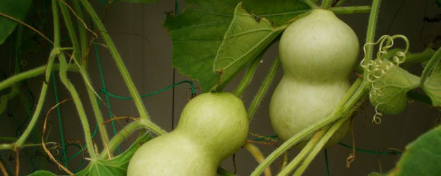 在家里种植葫芦瓜可以吗 在家里种植葫芦瓜能成功吗