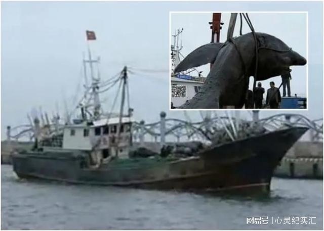 2016年江苏渔民在海上捡到一头死鲨鱼，3天后卖出190000元