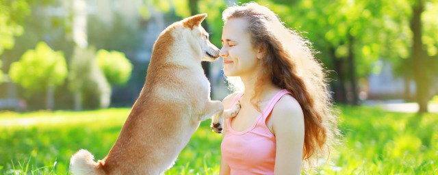 柴犬怎么养才长得好 柴犬如何养才长得好