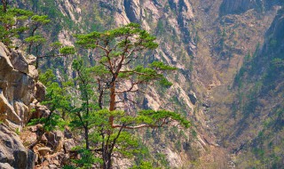 家里种植松树可以吗 家里可不可以种植松树