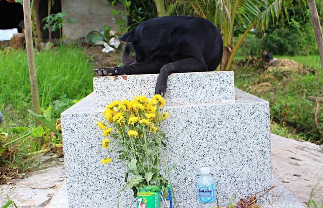 小主人溺死后，黑狗每天都会跑到墓前守着，已经坚持了整整6年