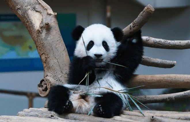 唯一一只惨遭退货的大熊猫！马来西亚人民：养不起这小祖宗了！