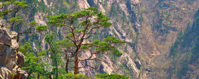 常见的10种裸子植物有哪些 常见的10种裸子植物有哪10种