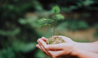 家里种植柏树可以吗 家里可以种柏树吗