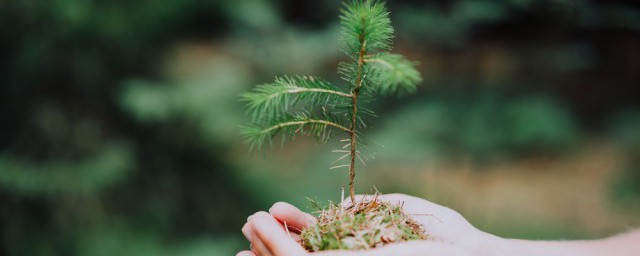 家里种植柏树可以吗 家里可以种柏树吗