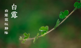 白露节气吃什么水果 白露节气吃什么合适