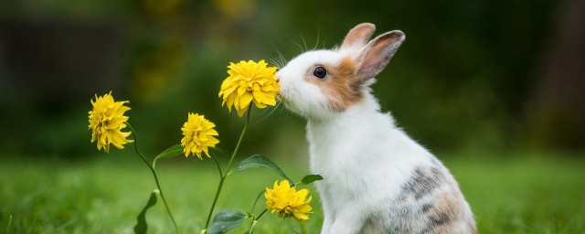 小兔子能不能带上公交车 关于小兔子能不能带上公交车