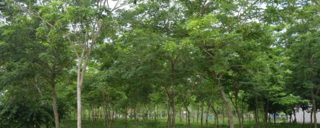 在家里种植花梨树可以吗 在家里种植花梨树是否可以