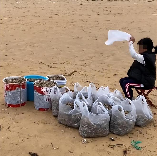 烟台海肠爆发，有人一晚捞上千斤？还有泸沽虾随便捡，咋回事？