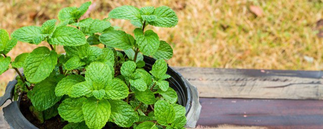 家里种植薄荷可以吗 家里能不能种植薄荷