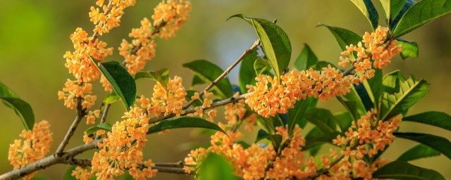 桂花树在家里种植可以吗 桂花树能否在家种植