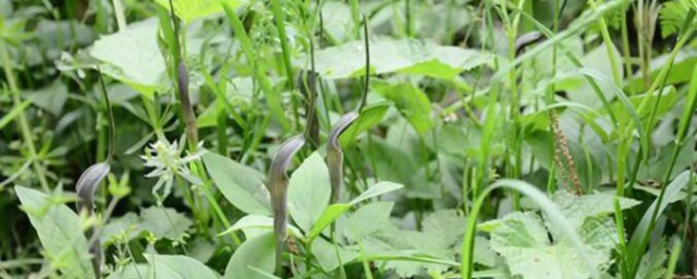 新鲜半夏正确吃法 新鲜半夏正确吃法是什么