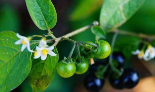 鲜龙葵果的功效与作用 吃鲜龙葵果的好处