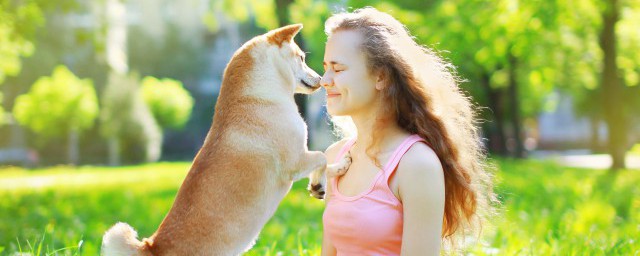 狗狗兔肉吃多了会怎样 狗狗兔肉吃多了会如何呢