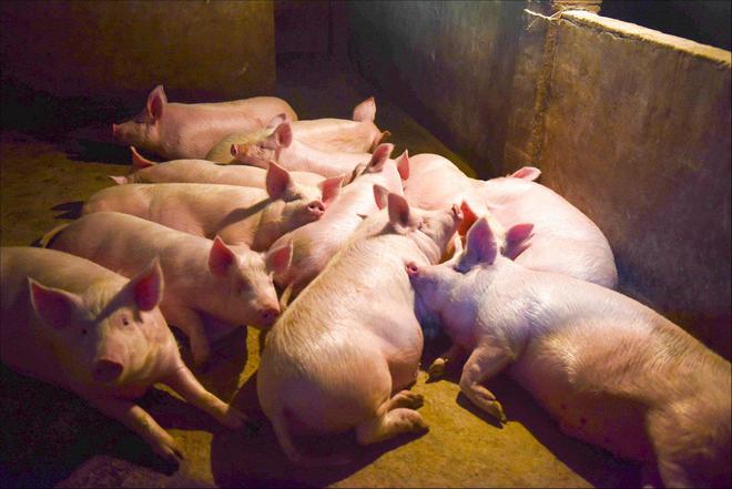 猪企9月报喜扭亏在望，猪肉大涨行情能否持续？