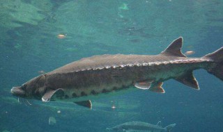 鲟龙鱼的功效与作用 鲟龙鱼的功效与作用有哪些