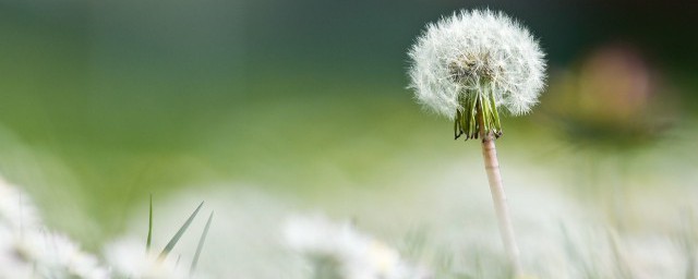 蒲公英的花有什么功效 蒲公英的花功效有什么