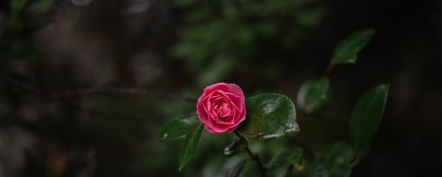 花朵用英语怎么说 花朵用英语如何说