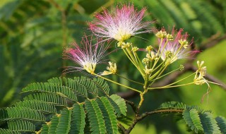 合欢花的功效有哪些 合欢花有什么功效