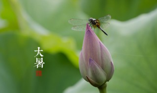 大暑讲究吃什么 大暑吃啥好呢