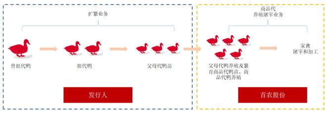 “鸭芯片”樱桃谷冲刺IPO：祖代种鸭单只售价近400元，毛利率超95%