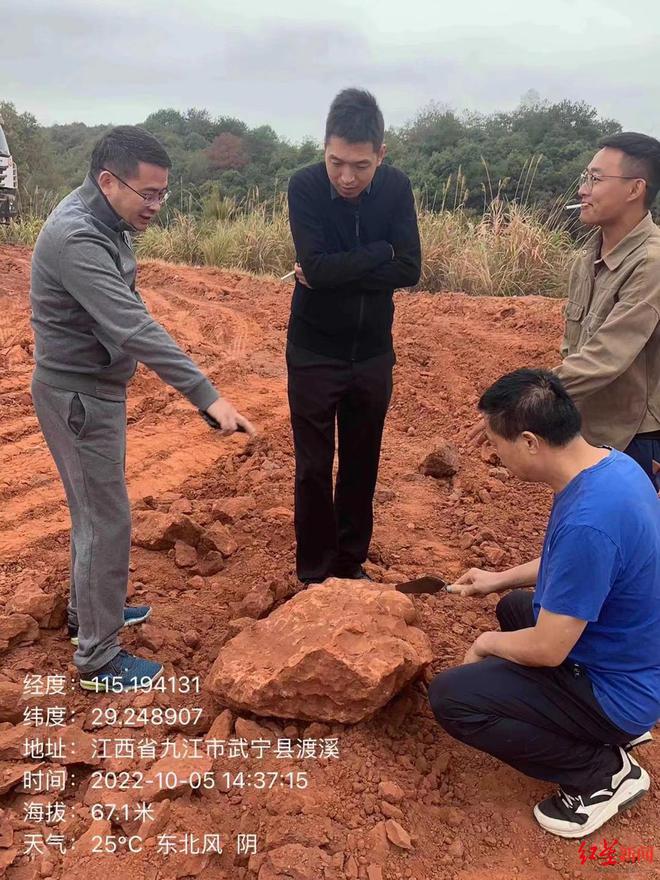 江西武宁挖掘机司机发现恐龙蛋，博物馆已馆藏 专家：3枚蛋保存较完整