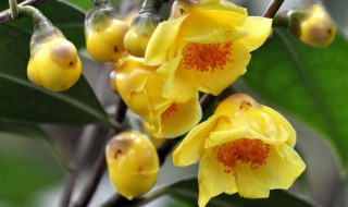 金花茶的功效和作用与禁忌 金花茶有哪些功效作用与禁忌