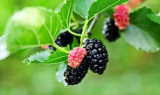 桑葚只用清水洗了能吃吗 桑葚只用清水洗了可不可以吃