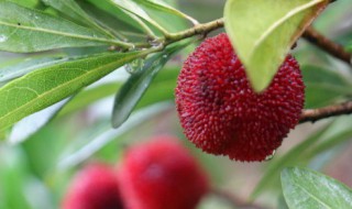 杨梅冻着好还是不冻好 杨梅冷冻好吗