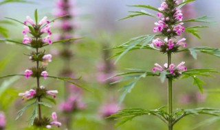 益母草的作用及功效有哪些 益母草有哪些功效