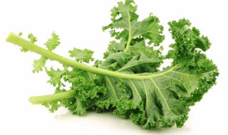 羽衣甘蓝榨汁可以减肥吗 羽衣甘蓝榨汁喝有减肥效果吗