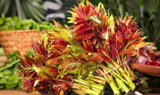 香椿的功效与作用及禁忌症 香椿有哪些功效作用及禁忌