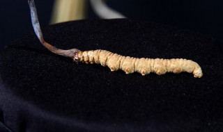 虫草一次吃多少克合适 冬虫夏草的吃法