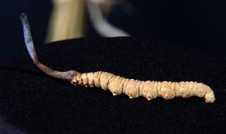 冬虫夏草一次吃多少合适 冬虫夏草一次吃多少比较好