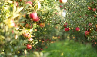 早餐吃苹果好吗 早餐吃苹果好不好