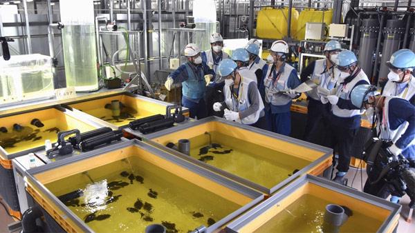 日本用核污水养鱼展示“安全性”，韩网民：自己留着吃吧