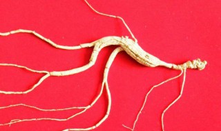 野山参一次吃多少合适 野山参一次吃多少比较好