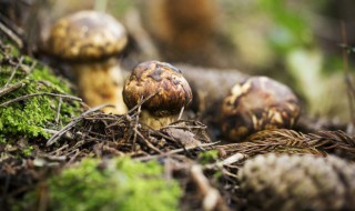 松茸一次吃多少合适 松茸一次可以吃多少呢