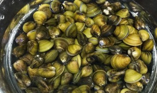 河里的河蚌可以吃吗 河里的河蚌能不能吃呢