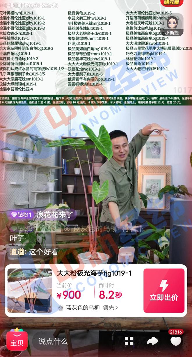 绿植中的“爱马仕”：一片叶子上万，买它的人在想什么？