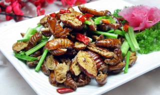 蚕蛹一次吃多少合适 每次吃蚕蛹的数量