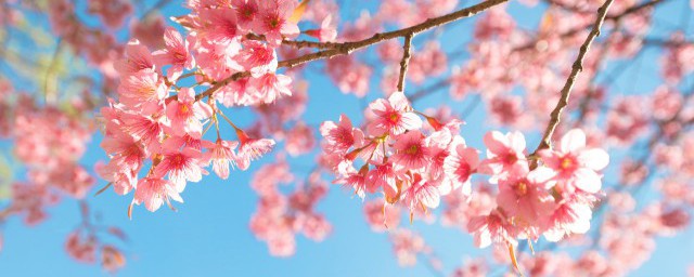 樱花什么季节换盆 樱花哪个季节换盆好