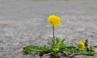 哪些人不宜吃蒲公英 不宜吃蒲公英的人群