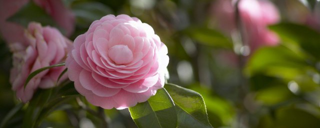 茶花什么季节换盆 茶花哪个季节换盆