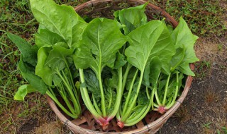 柿子能和菠菜一起吃吗 柿子可以和菠菜一起吃吗