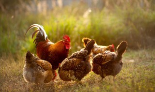 羊肉能和鸡肉一起吃吗 羊肉可以和鸡肉一起吃吗