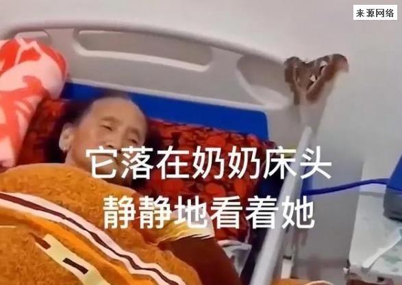 91岁爷爷去世七天 家里突然飞进一只蝴蝶停奶奶床头画面感人